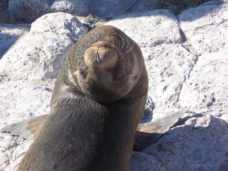 sea lion baby Galapagos pinniped